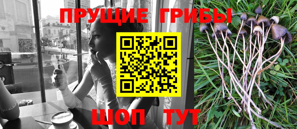 Псилоцибиновые грибы ЛСД  Псилоцибиновые грибы ЛСД  Элиста  Вход с VPN 
